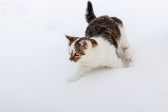 Small spotted cat in winter on white snow