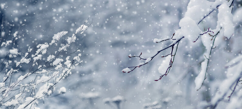 Snow-covered branches with falling snowflakes in a soft blue winter scene