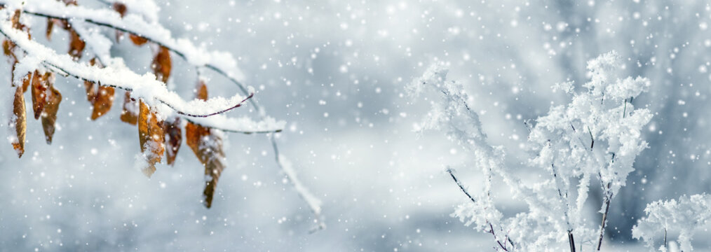 Snow-covered branch with dry leaves and frosted plants in falling snow