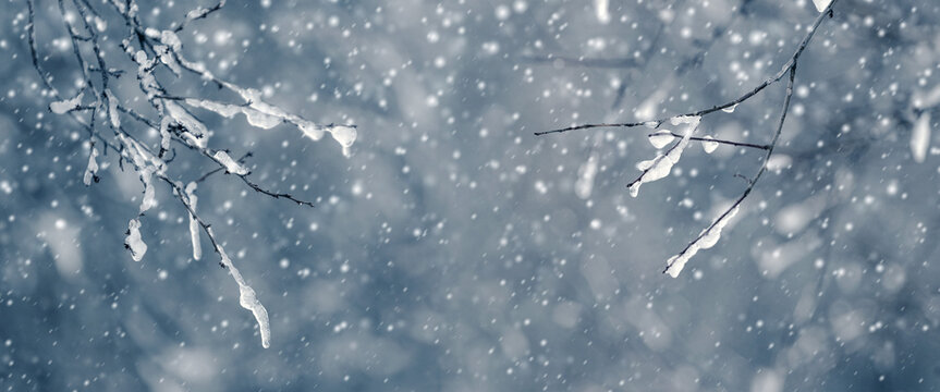 Snow-covered branches with falling snow on a soft blue background