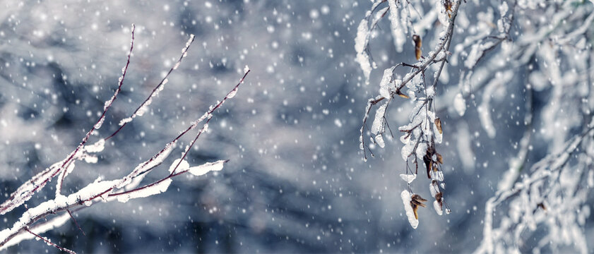 Snow-covered branches with dry leaves during a soft winter snowfall