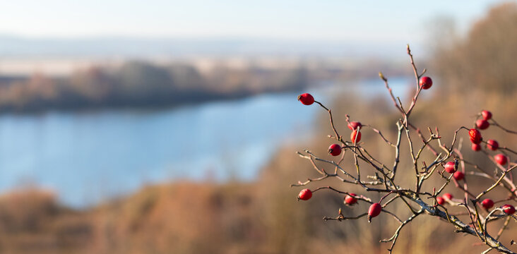 Red rosehip berries on bare branches overlooking a river valley