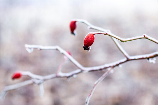 Frost-covered branches with red rosehip berries in winter closeup