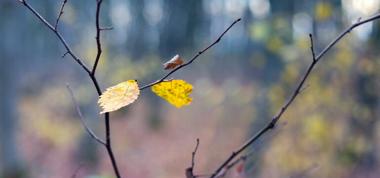 Yellow autumn leaves on bare branches in a soft forest bokeh