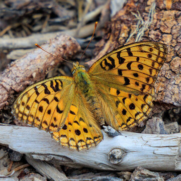 Schmetterling