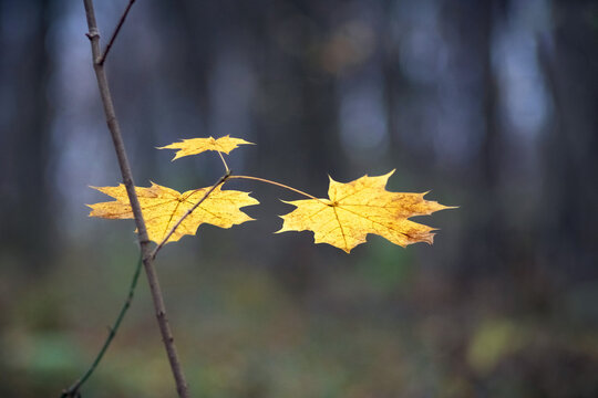 Golden maple leaves on a thin branch in a dark forest