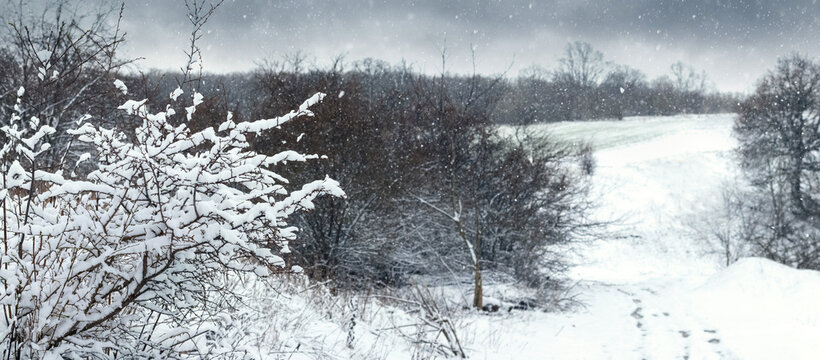 Snowy field landscape with bare trees during heavy snowfall