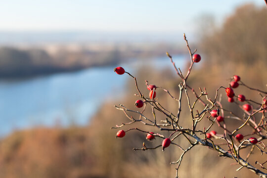Red rosehip berries on bare branches overlooking a river valley