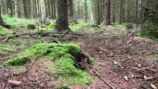 Grey wagtail bird lying dead on the conifer forest floor, tilt down shot.