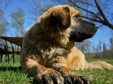 A striking side profile portrait of a giant fluffy brown dog sitting patiently on the fresh green grass observing the surrounding nature with a highly alert and deeply focused protective stance.