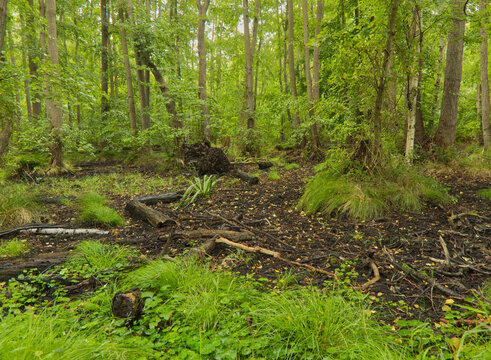 Naturbelassener Moorwald mit Totholz und dichtem gr&uuml;nen Unterholz im Sumpfgebiet