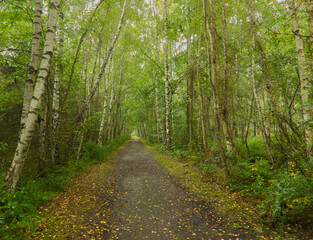 Obraz premium Idyllischer Waldweg gesäumt von Birken im grünen Sommerwald mit Herbstlaub