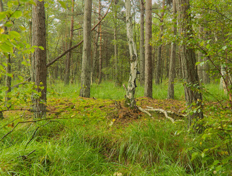Eine einzelne wei&szlig;e Birke in einem dichten Kiefernwald mit hohem Gras am Waldboden