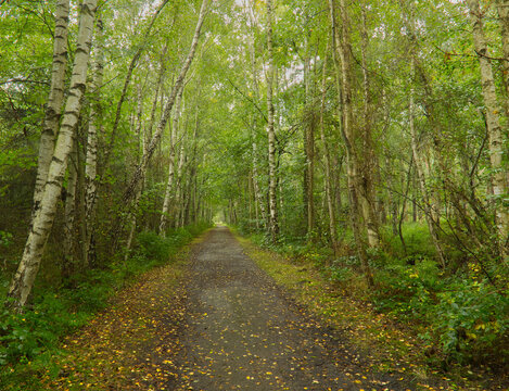 Idyllischer Waldweg ges&auml;umt von Birken im gr&uuml;nen Sommerwald mit Herbstlaub