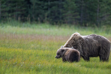 Brown Bear Cub and Mom in Meadow © Betty Sederquist