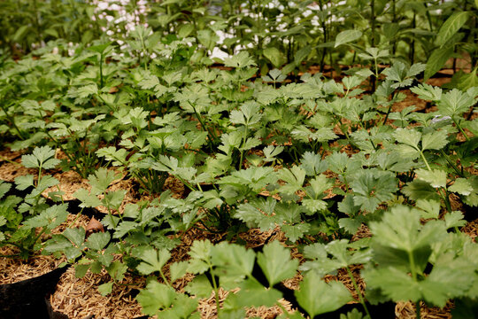 Traditional method of producing celery seedlings: they are separated into individual pots before being planted in a large field.
