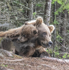 Brown Bear Cubs Snuggling © Betty Sederquist