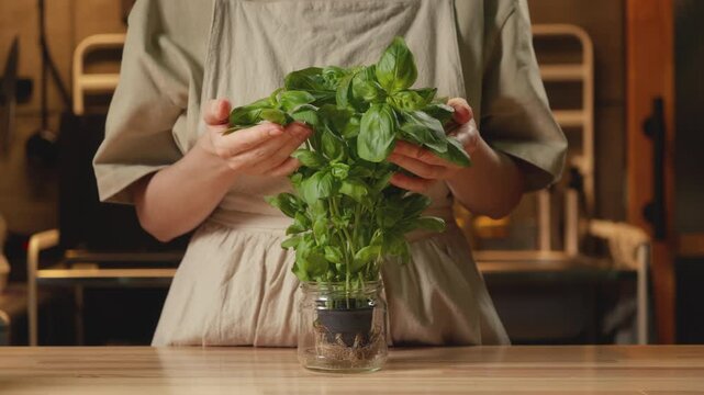 Medium shot of a female person in a linen apron gently touching a fresh green potted basil plant in a glass jar in a warm-lit kitchen. Cozy home cooking, organic culinary, and recipe content.