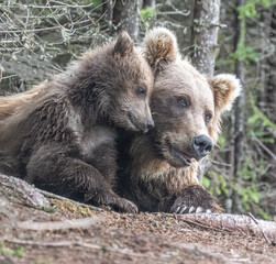 Brown Bear Cubs Snuggling © Betty Sederquist
