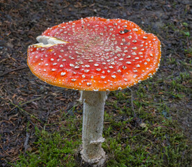 Poisonous Amanitta © Betty Sederquist