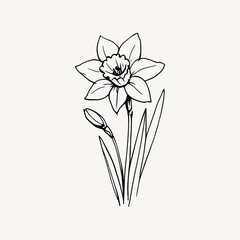 Obraz premium Elegant daffodil line art illustration.