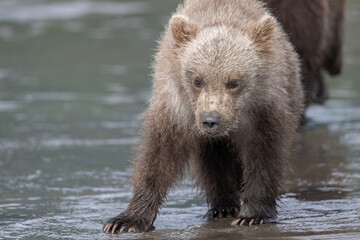 Brown Bear Cub Closeup © Betty Sederquist