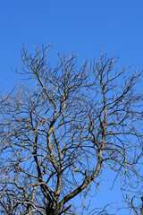 Obraz premium Common horse chestnut branches with leaf buds against blue sky - Latin name - Aesculus hippocastanum