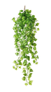 PNG Lush green cascading ivy
