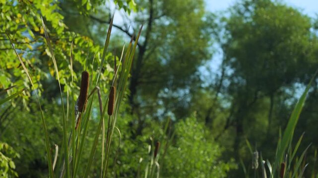 Cat Tails Green grass and blue sky