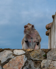 A monkey sitting on a stone wall under a blue sky in a natural outdoor environment. © Julius