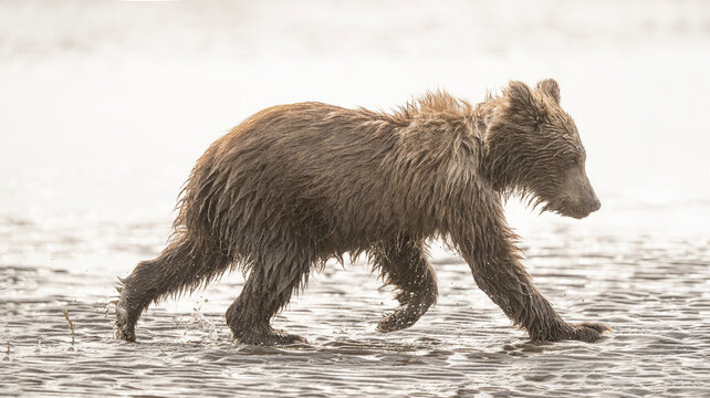 Brown Bear Sow and Cubs on Mud Flats Clamming