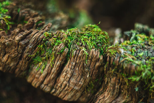 Texture of dry cracked rotten oak wood with moss. A close up macro photo of dry cracked rotten oak wood texture with deep grooves and patches of green moss.