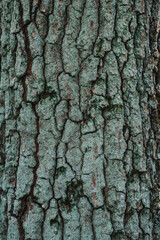 Fototapeta premium Deeply fissured texture of an old oak tree bark close up. A detailed macro photograph highlighting the rugged, deeply grooved surface and natural pattern of an ancient oak bark.