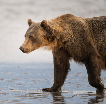 Brown Bear Walking on Beach
