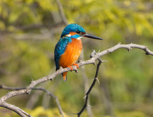 Fototapeta premium male common Eurasian kingfisher perched on tree branch