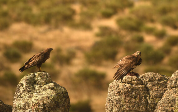 aguila ratonero