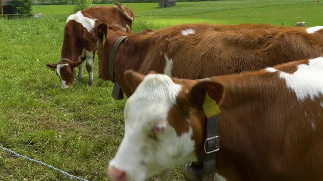 Dairy cow wearing traditional cowbell on pasture