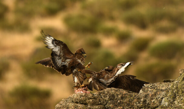 aguila ratonero