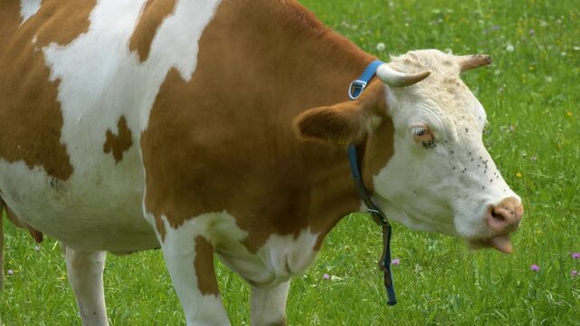 Grazing cow in peaceful rural landscape