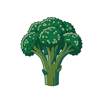 Green broccoli floret illustration for healthy eating and vegan lifestyle graphic projects