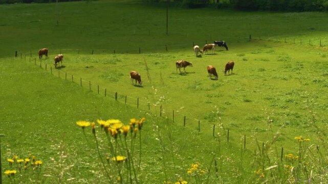 Herd of cattle grazing in green summer meadow