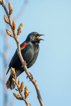 Red-winged blackbird singing on a tree branch against a blue sky  