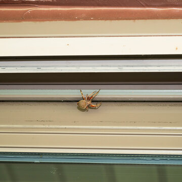 A common nocturnal spider called a spotted orbweaver, (Neoscona crucifera) reddish-brown with a large, fuzzy body.  Also, know as a barn spider because it likes to stay near human structures.