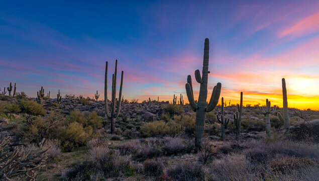 Ultra Wide Vibrant AZ Desert Sunrise Landscape With Saguaro Cactus On Hill