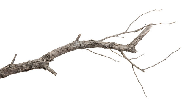Dry dead tree branch isolated on transparent background