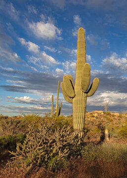 Vertical View Of Iconic Saguaro Cactus With Big Sky & Clouds 