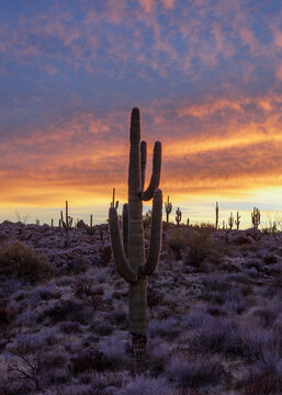 Vertical View Saguaro Cactus With Epic Sunrise Colors In Arizona 