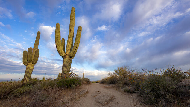 Wide Angle View Of Desert Hiking & Mountain Biking Trail In Scottsdale AZ