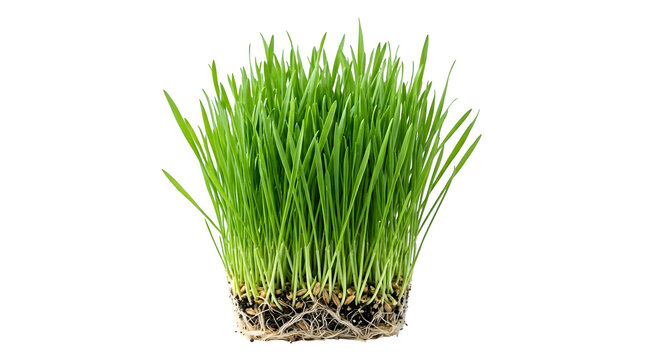 Fresh green wheatgrass sprouts with roots and seeds isolated on transparent background