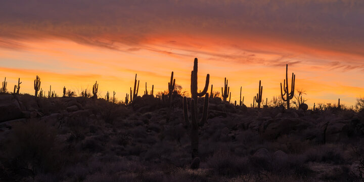 Ultra Wide Vibrant Desert Sunrise Landscape With Silhouetted Cactus On Mountain Ridge